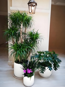 速看！北仑花卉租赁设计如何提升空间颜值